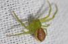 Diaea dorsata